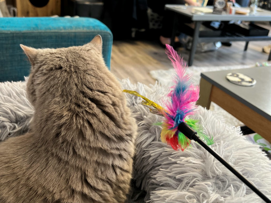 マン島の猫カフェで尻尾のない猫「マンクス」と戯れてきました